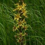 Attēlu rezultāti vaicājumam “Ligularia sibirica leaf”