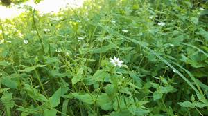 Attēlu rezultāti vaicājumam “Myosoton aquaticum”