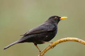 Attēlu rezultāti vaicājumam “Turdus merula male”