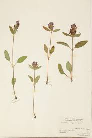 Attēlu rezultāti vaicājumam “Labiatae”