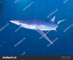 Image result for Prionace glauca