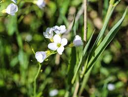 Attēlu rezultāti vaicājumam “Cardamine amara flower”