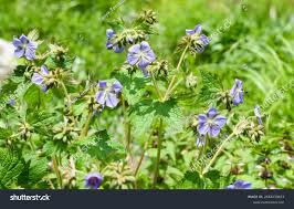 Attēlu rezultāti vaicājumam “Geranium pratense bud”