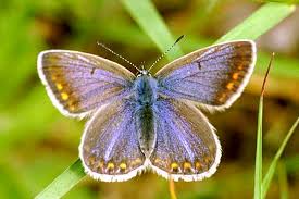 Attēlu rezultāti vaicājumam “Polyommatus icarus male”