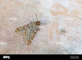 Attēlu rezultāti vaicājumam “Alsophila aescularia”