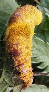 Attēlu rezultāti vaicājumam “Puccinia urticata”