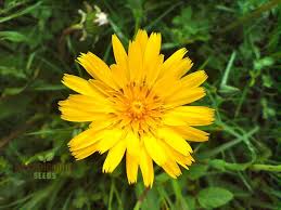 Image result for Tragopogon pratensis