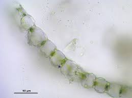 Attēlu rezultāti vaicājumam “Sphagnum centrale”