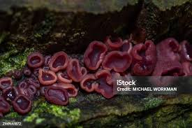 Attēlu rezultāti vaicājumam “Ascotremella faginea”