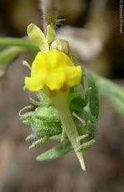 Attēlu rezultāti vaicājumam “Linaria loeselii flower”