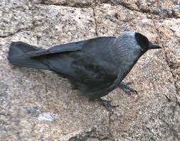 Attēlu rezultāti vaicājumam “Corvus monedula adult”