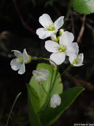 Attēlu rezultāti vaicājumam “Cardamine pratensis flower”