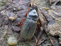 Attēlu rezultāti vaicājumam “Pseudoophonus rufipes”