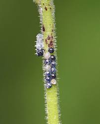 Attēlu rezultāti vaicājumam “Pentatomidae eggs”
