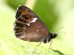 Attēlu rezultāti vaicājumam “Erebia ligea”