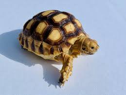 Attēlu rezultāti vaicājumam “Laurilia sulcata”