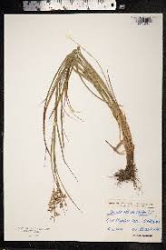 Attēlu rezultāti vaicājumam “Luzula luzuloides fruit”