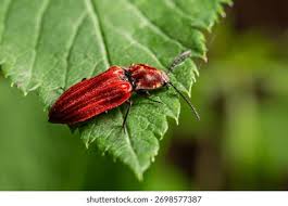 Attēlu rezultāti vaicājumam “Lycidae”