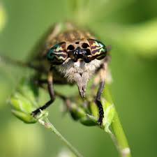 Attēlu rezultāti vaicājumam “Haematopota sp.”
