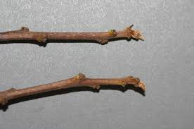 Attēlu rezultāti vaicājumam “Frangula alnus bud”