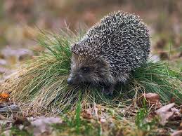 Attēlu rezultāti vaicājumam “Erinaceus roumanicus”