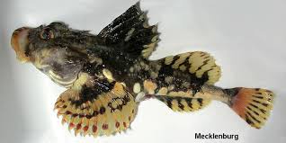 Image result for Myoxocephalus octodecemspinosus