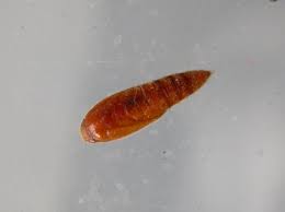 Attēlu rezultāti vaicājumam “Anacampsis blatariella”