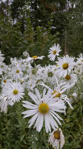 Image result for Leucanthemella serotina