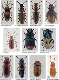 Attēlu rezultāti vaicājumam “Cystiphora sanguinea”