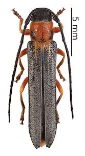 Attēlu rezultāti vaicājumam “Oberea oculata”