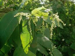 Attēlu rezultāti vaicājumam “Reynoutria sachalinensis flower”