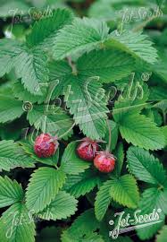 Attēlu rezultāti vaicājumam “Fragaria moschata flower”
