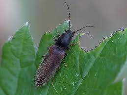 Attēlu rezultāti vaicājumam “Athous sp.”