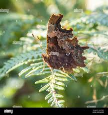 Attēlu rezultāti vaicājumam “Polygonia c-album underside”