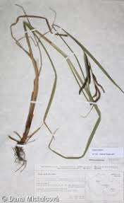 Attēlu rezultāti vaicājumam “Carex acuta fruit”