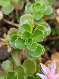 Attēlu rezultāti vaicājumam “Phedimus spurius flower”