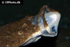 Image result for Scophthalmus maximus