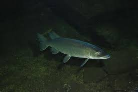 Image result for Esox lucius