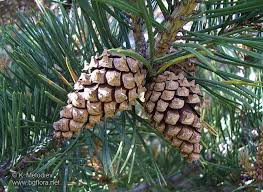 Attēlu rezultāti vaicājumam “Pinus sylvestris female flower”