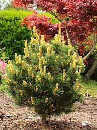 Attēlu rezultāti vaicājumam “Pinus mugo male flower”