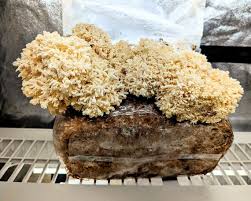 Attēlu rezultāti vaicājumam “Hericium coralloides”