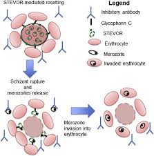 Attēlu rezultāti vaicājumam “Enteridium variabile plasmodium”