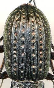 Attēlu rezultāti vaicājumam “Carabus clathratus”