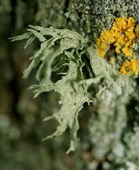 Attēlu rezultāti vaicājumam “Ramalina pollinaria”