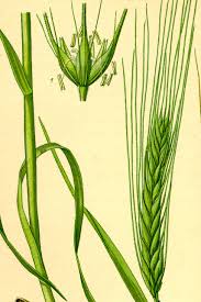 Attēlu rezultāti vaicājumam “Hordeum vulgare”