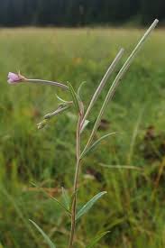 Attēlu rezultāti vaicājumam “Epilobium palustre leaf”
