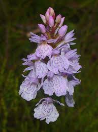Attēlu rezultāti vaicājumam “Dactylorhiza maculata leaf”