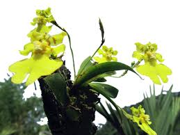 Attēlu rezultāti vaicājumam “Heyderia pusilla”