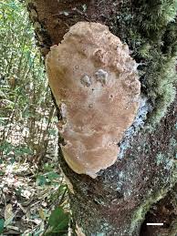 Attēlu rezultāti vaicājumam “Perenniporia medulla-panis”