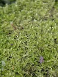 Attēlu rezultāti vaicājumam “Cephalozia bicuspidata sporophyte”